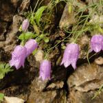 on Mauri e Miki Ferrata Burrone Giovanelli